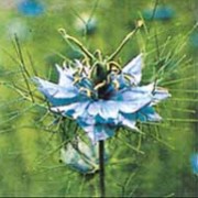 'Miss Jekyll' is a tall annual good bedding and for drying, producing masses of blue flowers for a short-term in summer.
 Nigella damascena 'Miss Jekyll' added by Shoot)