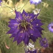 'Oxford Blue' is a tall annual, with featherly foliage and dark-blue, double flowers for a short-period in summer. Nigella damascena 'Oxford Blue' added by Shoot)