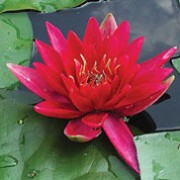 N. 'Escarboucle' is an aquatic perennial with rounded leaves and large, fragrant, cup-shaped, orange-red flowers with orange centres. Nymphaea 'Escarboucle' added by Shoot)