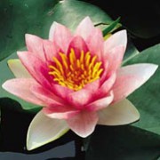 N. 'Masaniello' is an aquatic perennial with rounded leaves and fragrant, cup-shaped, pink flowers with red speckles and light-orange centres in summer. Nymphaea 'Masaniello' added by Shoot)