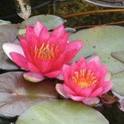 N. 'Pygmaea Rubra' is an aquatic perennial.  As the name suggests, it is a miniature water-lily; it has rounded leaves with purple markings and in summer, fragrant, cup-shaped, dark-pink flowers, that age to dark-red. Nymphaea 'Pygmaea Rubra' added by Shoot)