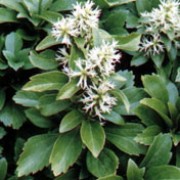 Pachysandra terminalis added by Shoot)