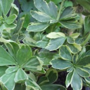 'Variegata' is a low, mat-forming evergreen subshrub, with leaves edged in cream and spikes of small white flowers in early summer. Pachysandra terminalis 'Variegata' added by Shoot)
