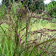'Warrior' is a grass with flat, linear leaves which turn yellow in autumn, and large purple panicles. Panicum virgatum 'Warrior' added by Shoot)
