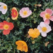 P. alpinum has a tuft of finely divided leaves, with solitary cup-shaped flowers in shades of yellow, orange, red or white. Papaver alpinum L. added by Shoot)
