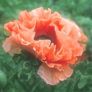 P. orientale 'Aglaja' is an herbaceous perennial with fresh-green foliage and frilly, papery, coral-pink flowers with red and black centres in spring and early summer.   Papaver orientale 'Aglaja' added by Shoot)