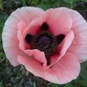 P. orientale 'Karine' is an herbaceous perennial with finely divided leaves and papery, pale-pink flowers with red and black centres in spring and summer. Papaver orientale 'Karine' added by Shoot)