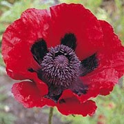 P. orientale var. bracteatum is an herbaceous perennial with finely divided leaves and large, papery, dark-red flowers, with black markings at the centre, in spring and summer. Papaver orientale var. bracteatum added by Shoot)