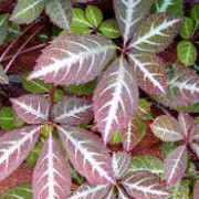 Parthenocissus henryana added by Shoot)