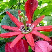 Passiflora racemosa added by Shoot)