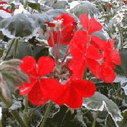 'Flower of Spring' is a zonal pelargonium with rounded leaves edged in white, and large clusters of single, scarlet-red flowers.
 Pelargonium 'Flower of Spring' added by Shoot)