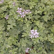 'Lady Plymouth' is a clump-forming perennial, with lobed, grey-green leaves edged with cream and clusters of small light pink flowers in summer. The foliage is strongly scented of eucalyptus. Pelargonium 'Lady Plymouth' added by Shoot)