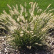 'Hameln' is a clump-forming perennial grass with arching linear leaves and panicles of bristly, purple-tinged flower spikes in late summer. Pennisetum alopecuroides 'Hameln' added by Shoot)