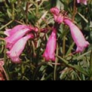 'Evelyn' has narrow foliage and slim panicles of tubular rose-pink flowers. Penstemon 'Evelyn' added by Shoot)