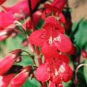 P. 'Schoenholzeri' is a semi-evergreen perennial with open panicles of red, tubular flowers with white stripes on their throats during summer and autumn. Penstemon 'Schoenholzeri' added by Shoot)