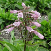 P. procerus 'Roy Davidson' is a low-growing, semi-evergreen perennial with fresh-green leaves and clusters of tubular pink flowers with white markings in summer. Penstemon procerus 'Roy Davidson' added by Shoot)