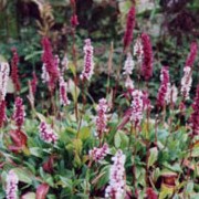 Persicaria affinis 'Superba' added by Shoot)
