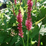 P. amplexicaulis 'Firetail' is an herbaceous perennial with large, ovate foliage and spikes of bright-red flowers in summer and autumn. Persicaria amplexicaulis 'Firetail' added by Shoot)