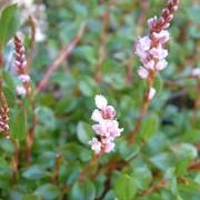 Persicaria vacciniifolia added by Shoot)