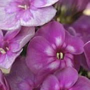'Magic Blue' has erect stems with lance-shaped leaves and large panicles of fragrant, lavender-blue flowers with a light eye, turning dark over time. Phlox paniculata 'Magic Blue' added by Shoot)