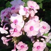 P. paniculata 'Mother of Pearl' is an herbaceous perennial with panicles of fragrant, white flowers with a pink blush in summer and autumn. Phlox paniculata 'Mother of Pearl' added by Shoot)