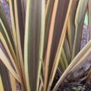 Evergreen Garden Shrub in 9cm Pot Phormium Alison Blackman New Zealand Flax