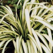 'Cream Delight' is an evergreen, architectural plant with long, strap shaped leaves. Foliage is marked with a broad central cream band, and narrower cream stripes towards the edges. Phormium 'Cream Delight' added by Shoot)