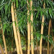 Phyllostachys vivax added by Shoot)