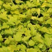 'Dart's Gold' is a compact deciduous shrub with bright yellow leaves when young, turning greener, and clusters of small, cream or pink-tinged flowers in early summer. Physocarpus opulifolius 'Dart's Gold' added by Shoot)