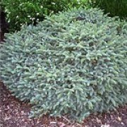P. mariana 'Nana' is a slow, low growing, evergreen, coniferous shrub with grey-green, needle-like foliage. Picea mariana 'Nana' added by Shoot)