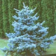 Picea pungens 'Koster' added by Shoot)