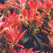 Pieris 'Forest Flame' added by Shoot)