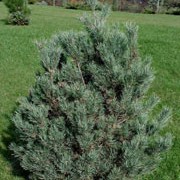 'Watereri' is rather rare, semi-dwarf tree with very dense short bluish needles, which grow into a bonsai-like dome on twisted branches. It will eventually grow quite large at maturity. Pinus sylvestris 'Watereri' added by Shoot)