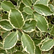 'Garnettii' is a large evergreen shrub with rounded grey-green leaves edged in cream and sometimes flushed pink in winter, with small dark-purple flowers. Pittosporum 'Garnettii' added by Shoot)