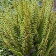 Dahlem Group forms fresh green, finely divided, evergreen fronds. Polystichum setiferum Dahlem Group added by Shoot)