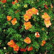 'Red Ace' is a spreading, deciduous shrub with small, grey-green leaves and bright red flowers with yellow centres from early summer through to autumn. Potentilla fruticosa 'Red Ace' added by Shoot)