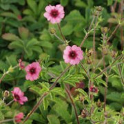 P. nepalensis 'Miss Willmott' is an herbaceous perennial with dark green foliage arranged in leaflets.  In summer, it produces pink flowers with darker centres. Potentilla nepalensis 'Miss Willmott' added by Shoot)