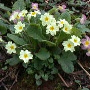 Primula vulgaris added by Shoot)