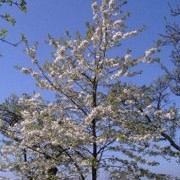 'Plena' is a round-headed, flowering cherry tree whose double-flowered white blossom is long-lasting.   Prunus avium 'Plena' added by Shoot)