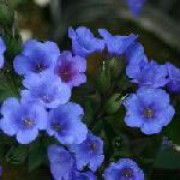 'Blue Ensign' forms a clump of ovate leaves, and clusters of bright blue flowers in early spring fading to purple with age. Pulmonaria 'Blue Ensign' added by Shoot)