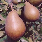 'Beurre Clairgeau'  is a compact, deciduous pear tree, with white flowers in spring, followed by edible, brown, dessert fruits in autumn. Will grow from 2.5 - 8 m depending on the rootstock. Pyrus communis 'Beurre Clairgeau' added by Shoot)
