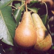 'Concorde' is a compact, deciduous pear tree, with white flowers in spring, followed by edible, green, dessert fruits in autumn. Will grow from 2.5 - 8 m depending on the rootstock.
 Pyrus communis 'Concorde' added by Shoot)