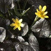 'Brazen Hussy' is a hardy herbaceous tuberous perennial with chocolate-brown, almost black, heart-shaped leaves and bright yellow buttercup-like flowers in early spring.  Ranunculus ficaria 'Brazen Hussy' added by Shoot)