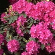 'Cynthia' is a very large evergreen shrub with oblong leaves and large  trusses of funnel-shaped, dark-pink flowers. Rhododendron 'Cynthia' added by Shoot)