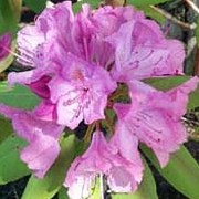 'Rosebud' is a small evergreen shrub with small, mid-green leaves and rosy-pink flowers. Rhododendron 'Rosebud' added by Shoot)