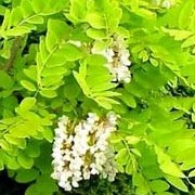 'Frisia' is a bushy, large, deciduous tree with pinnate leaves, golden-yellow when young turning greenish-yellow later in summer, and often orange-yellow in autumn. Larger trees develop brittle branches.  Robinia pseudoacacia 'Frisia' added by Shoot)