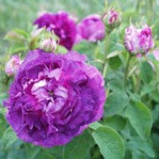R. 'Belle de Crécy' is a Gallica rose.  It is small with a lax bushy habit and has sparse thorns.  In summer it produces fragrant, double, deep pink flowers that turn mauve as they age. Rosa 'Belle de Crécy' added by Shoot)