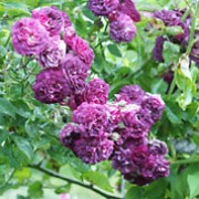 R. 'Bleu Magenta' is a Rambler rose.  It is a vigorous shrub with shiny, bright-green foliage and few thorns.  In summer it produces slightly scented, double, deep violet flowers that fade as they age. Rosa 'Bleu Magenta' added by Shoot)