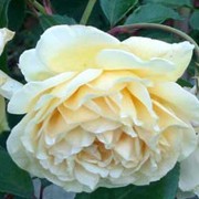 'Buff Beauty' is a fast-growing medium-sized shrub with fine, glossy dark green foliage and fragrant, semi-double, apricot-yellow and buff flowers. Rosa 'Buff Beauty' added by Shoot)