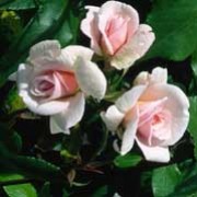'Climbing Cécile Brünner' is a rapidly- growing, nearly thornless, climbing rose with smooth dark-green leaves and small, double, pale-pink flowers during summer and autumn. Rosa 'Climbing Cécile Brunner' added by Shoot)